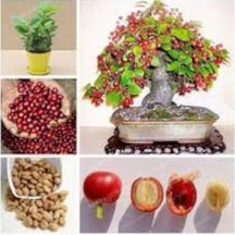 5 Adet Tohum Kahve Ağacı Bonsai Tohumu Saksı Toprak Hediy
