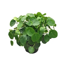 Pilea Peperomioides - Ev Ve Ofis Bitkisi N11.4645