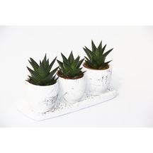 Haworthia Trio Set - 3lü Limifolia