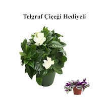 Yoğun Mis Kokulu Gardenya Çiçeği Sevgililer Gününe Özel Telgraf Hediyeli