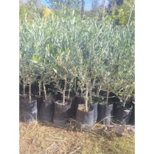 Sofralık Gemlik Zeytin Fidanı 1 Adet Tüplü 40-60cm Bol Verimli