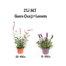 Gaura Çiçeği 20-40 +kokulu Mor Lavanta Fidanı 15-30cm Dış Mekan Bitkisi