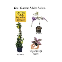 Sarı Yasemin Çiçeği+mor Salkım Ağacı Fidanı+telgraf Çiçeği Peyzaj Seti