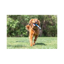 Sniff Fetch Stick Kokulu Köpek Oyuncağı Jambon Aromalı