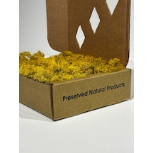 Reindermoss Şoklanmış Norveç Yosunu Terarium Yosunu Sarı 100 Gr.
