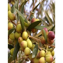 Videolu Bodur 1 Adet Zeytin Ağacı Fidanı 60-80cm Saksılı Dwarf Olive