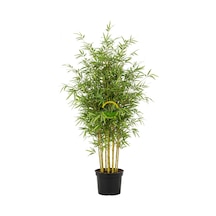 5 Adet Bambu Bitkisi Paketi Bambusa Aurea 150cm