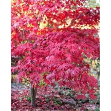 15 Adet Tohum Kırmızı Japon Red Mople Ağaç Tohumu Sürpriz Hediye Tohumludur