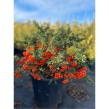 Ateş Dikeni Çiçeği Fidanı 30-50 Cm