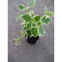 Saksılı Yoğun Kokulu Canıı Bitki Plectranthus Forsteri 10-20cm