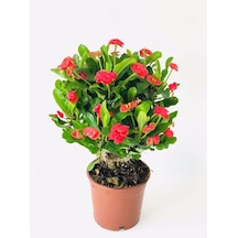 Videolu Kırmızı Milli Dikenler Tacı Dolgun Gösterişli Bitki 1 Adet Saksılı 20-40 Cm Euphorbia