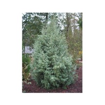 Mavi Servi Fidanı Picea Pungens 10-20 Cm