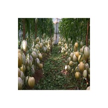 Saksıda Pepino Fidanı