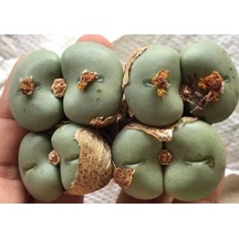10 Adet Conophytum Ornatum Succulent Tohumu
