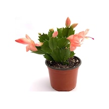 Nura Botanik Schlumbergera - Yılbaşı Çiçeği 1 Adet Yavruağzı