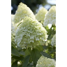 Beyaz Çiçekli Paniculata Ortanca Fidanı 1-2 Yaş Arası Saksılı