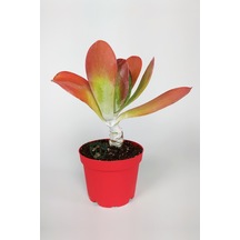 Kalanchoe Thyrsiflora - Çöl Lahanası - Ciğer Sukulent - Kırmızı