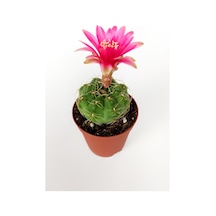 Gymnocalycium Baldianum Göz Alıcı Pembe Çiçekli  Özel Tür Kaktüs