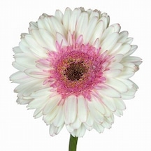 25 Adet KBeyaz Gerbera Çiçeği Tohum +10 Adet Lale Tohumu N111204