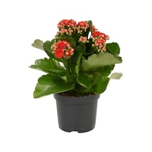 Kırmızı Çiçekli Kalanşo Kalanchoe Çiçeği Ithal Büyük Boy