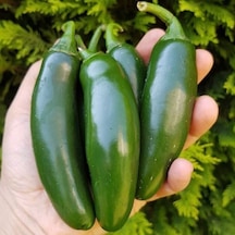 Aktif Jalapeno Zehir Gibi Acı Biber Fidesi 5 Adet
