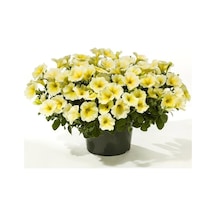Serada Decor Plant Petunya Sarı Renk Makrome Sarkaç Saksılı