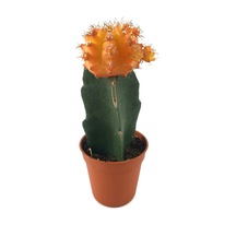 Gymnocalycium Mihanovichii 'Orange' (Kaktüs) Ø5,5 CM Y0-10 CM