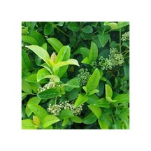 Viburnum Lucido Kartopu Çiçeği Fidanı 30-50 Cm