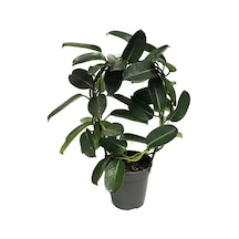 Stephanotis Floribunda (Madagaskar Yasemini) Ø12 CM Y30-35 CM