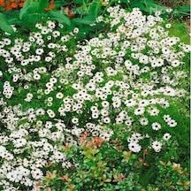 White Splendour Brachycome Çiçeği Tohumu 200 Tohum