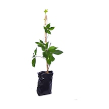 Tüplü Amerikan Sarmaşığı Fidanı Virginia Creeper Çit Bitkisi 80-100 Cm