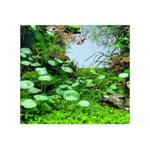 Hydrocotyle Verticillata Özel Tür Kolay Akvaryum Bitkisi 1 Saksı Canlı Bitki