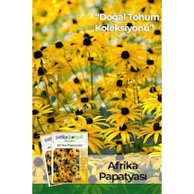 Afrika Papatyası  Rudbeckia Çiçek Tohumu 100 Adet