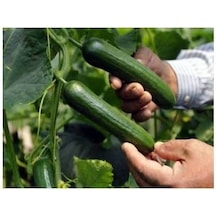 Çok Erkenci 60 Günlük Nadir Salatalık Tohumu N116248