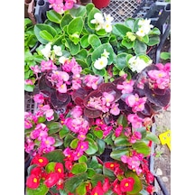 3 Adet Dış Mekan Çiçekli Bodur Begonya Begonia Cucullata