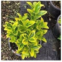 2 ADET TÜPLÜ GOLD TAFLAN ÇİÇEĞİ BOY 35-55CM