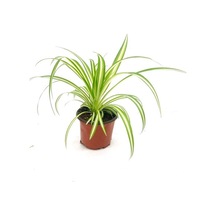 Formlu Kurdele Kordela Çiçeği Fidanı 10-20 Cm
