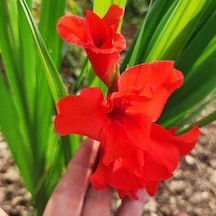 Gladiolus Kırmızı Glayör Çiçeği Soğanı 2 Adet