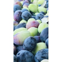 Tüplü Zeytin Ağacı Fidanı Gemlik Zeytin Fidanı