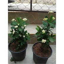 Açık Sarı Dikenler Tacı Fidanı 10-20 Cm