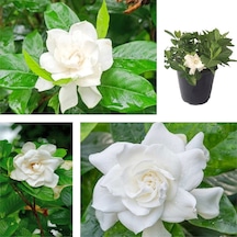 Videolu 1 Adet Beyaz Çiçekli Mis Kokulu Gardenya Çiçeği 20-35 Cm Saksılı Iç Mekan Bitkileri Gardenia