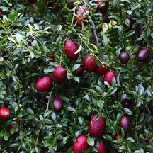 Nadir Tüplü Red Kırmızı Australian Blood Limon Fidanı