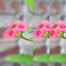 Videolu 3'lü Pembe Renk Dikenler Tacı Çiçeği 10-20 Cm Tüplü Çiçekli Bodur Bitkler Euphorbia Milii