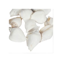 T Toptancı Strombus Canarium Beyaz Kiloluk Deniz Kabuğu 1 Kg