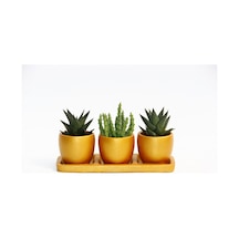 Trio Orange Sukulent Seti - Haworthia. Huernia