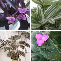 Videolu 4 Çeşit Telgraf Çiçeği 5-15 Cm Tüplü Çiçekli Bodur Bitkiler Tradescantia