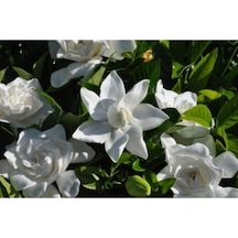 Gardenya Çiçeği Fidanı 10-20 Cm