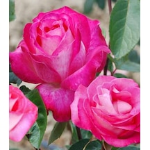 Tüplü Aşılı Rose Dot Pembe Beyaz Yediveren Kokulu Gül Fidanı