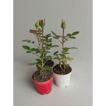 3' Lü Mini Gül Fidesi Karışık Renk 15-20cm Saksılı Mix Rose
