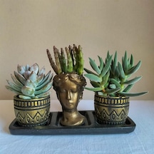 Echeveria & Rhipsalis 3'lü Sukulent Seti | Helen Gold Serisi